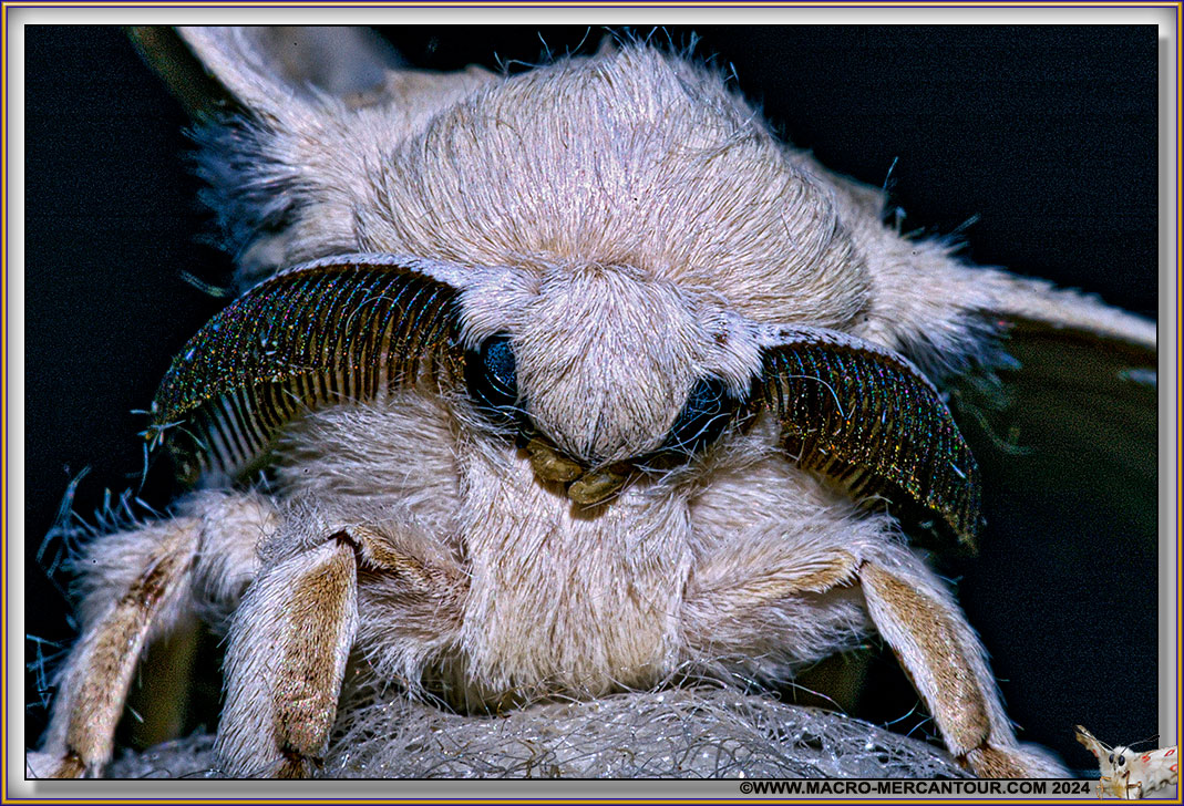 BOMBYX